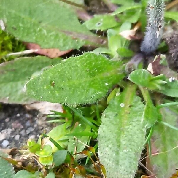 Arabidopsis thaliana Feuille