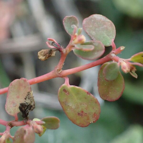 Euphorbia serpens Leht