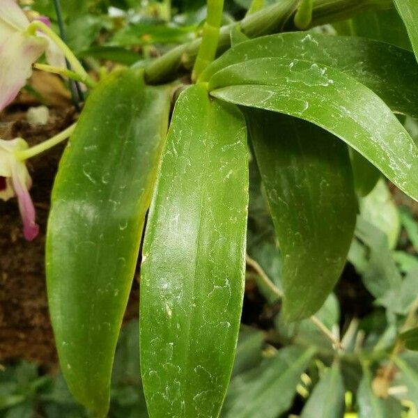 Dendrobium nobile Листок