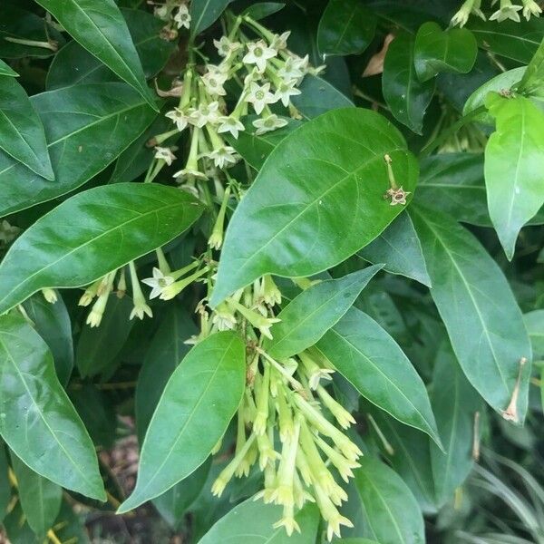 Cestrum nocturnum Kvet