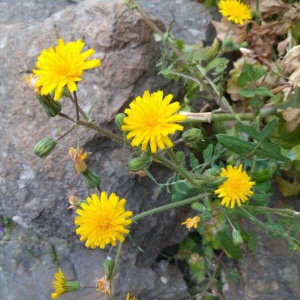 Sonchus tenerrimus 花