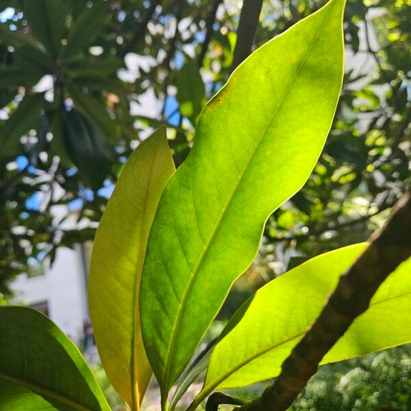 Magnolia virginiana Feuille