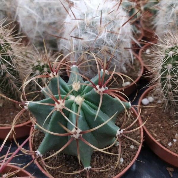 Ferocactus emoryi Yaprak