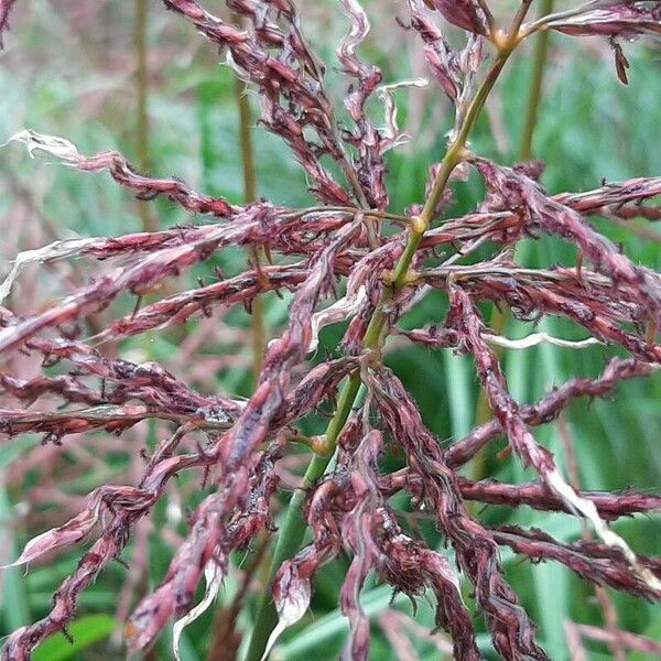 Sorghum halepense Fruitua