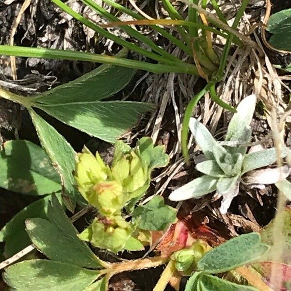 Sibbaldia procumbens Flower