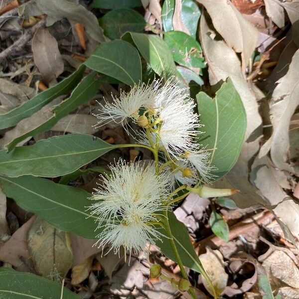 Eucalyptus tereticornis Kwiat