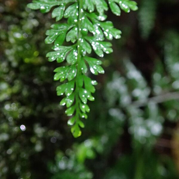 Asplenium abyssinicum Leaf