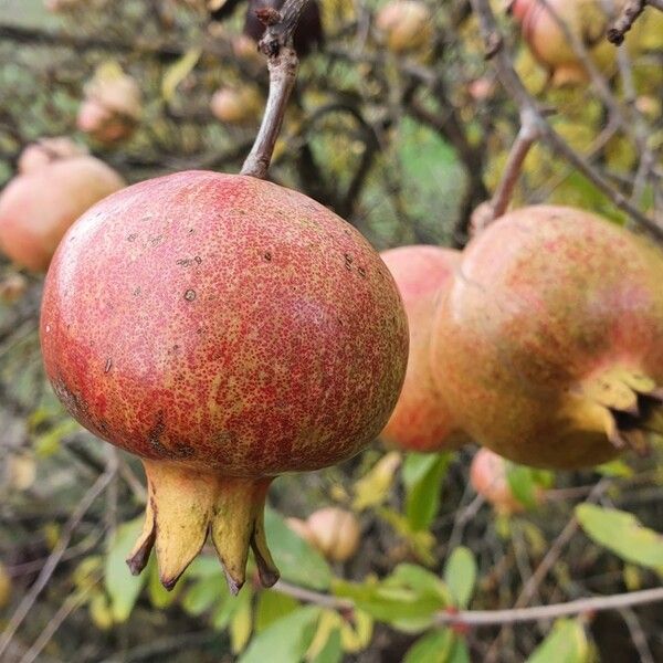 Punica granatum Fruit