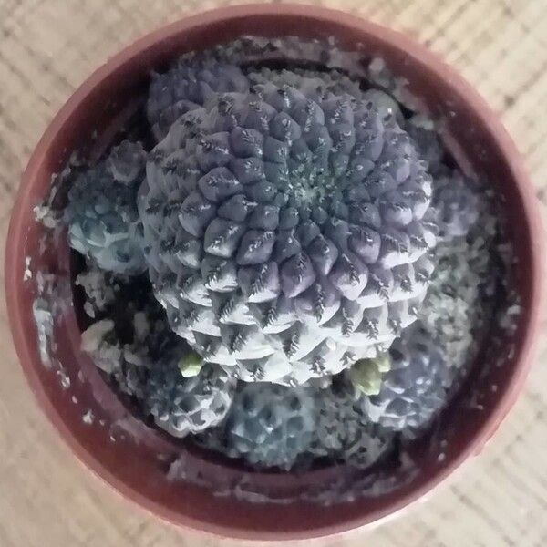 Copiapoa hypogaea