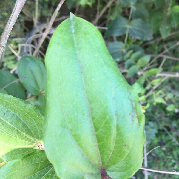 Coriaria ruscifolia Leaf