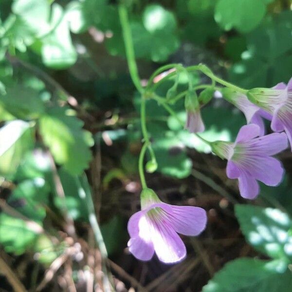 Oxalis violacea Květ