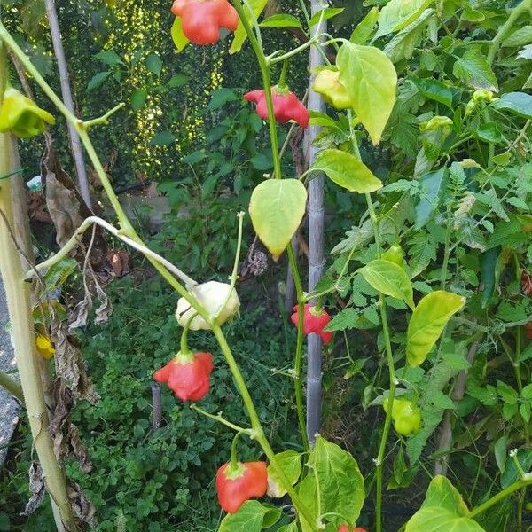 Capsicum baccatum Frukt