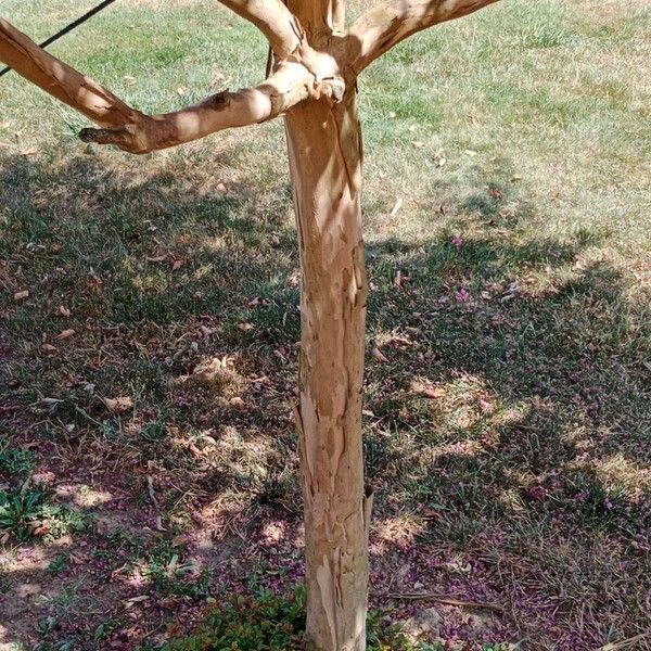 Lagerstroemia indica Kéreg