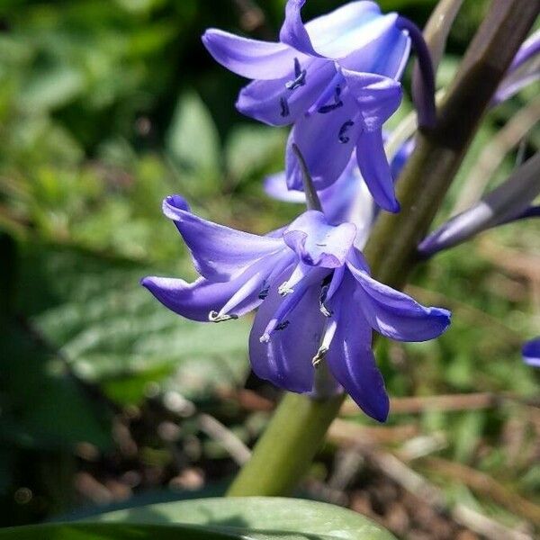 Hyacinthoides non-scripta Flower