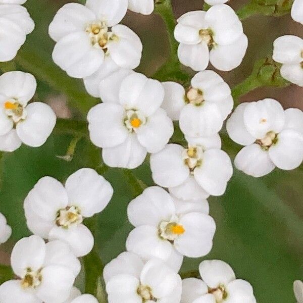 Achillea ligustica Квітка