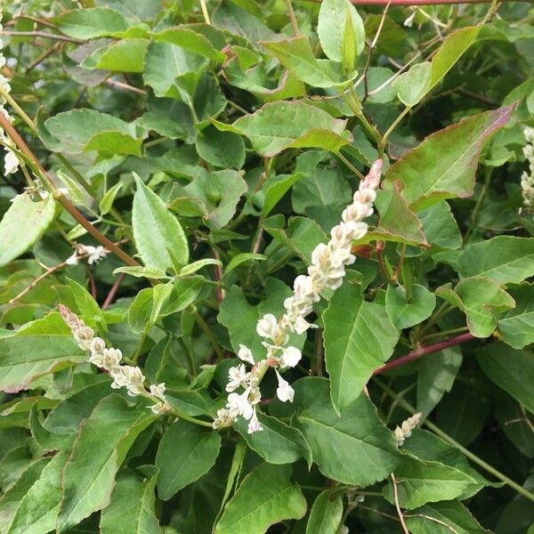 Fallopia baldschuanica Flower