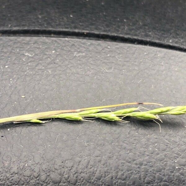 Festuca bromoides Blad