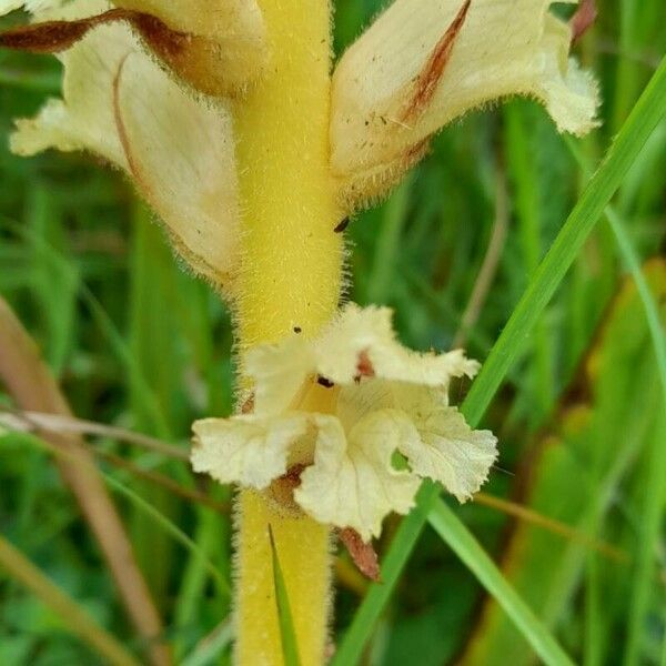 Orobanche lutea Bloem