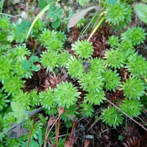 Saxifraga fragosoi Habit