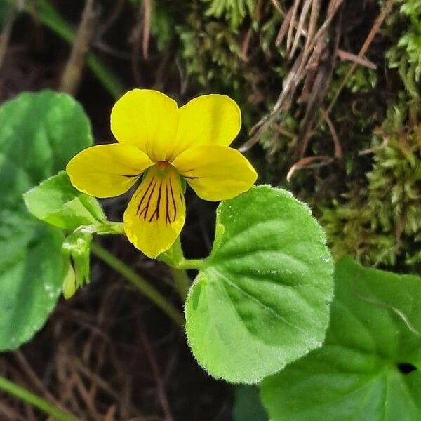 Viola biflora Yeri