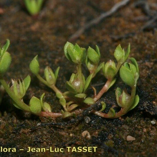 Lysimachia minima Staniste