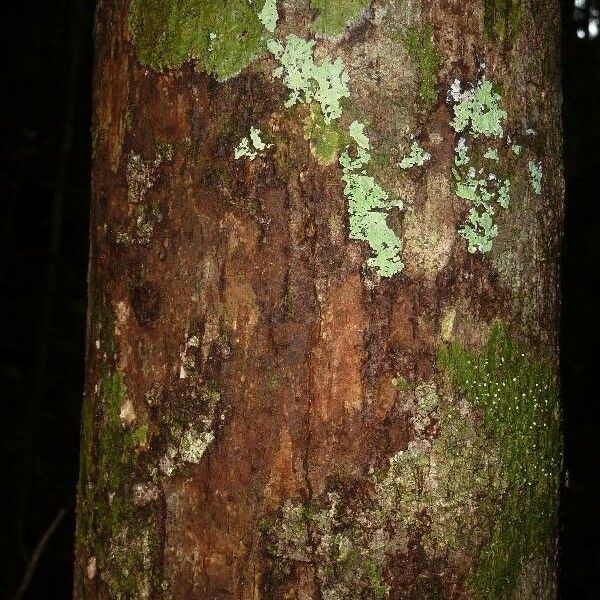 Licania laxiflora Bark