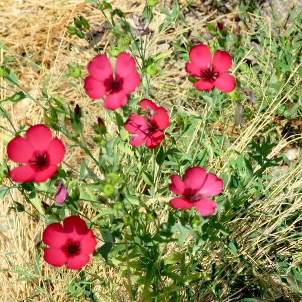 Linum grandiflorum Flower