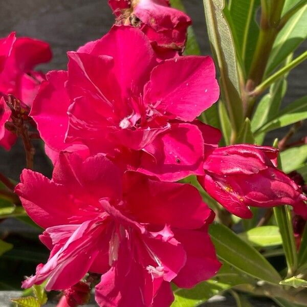 Nerium oleander Blomst