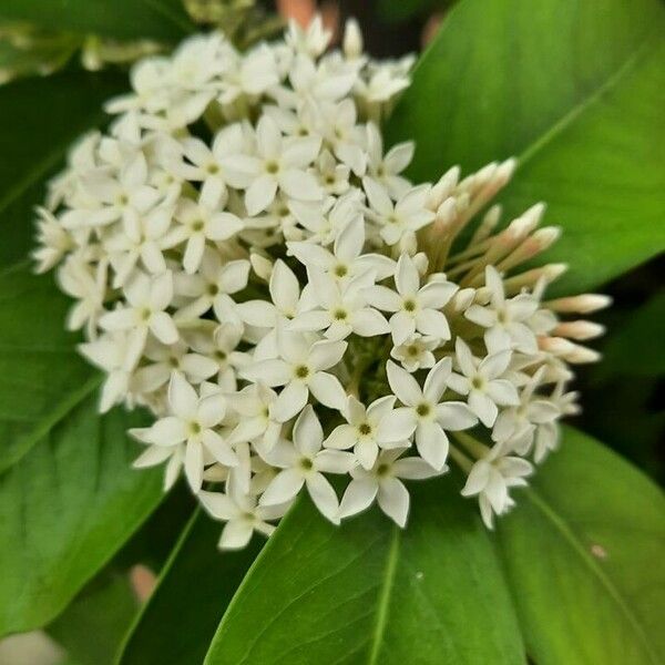 Acokanthera oblongifolia ᱵᱟᱦᱟ