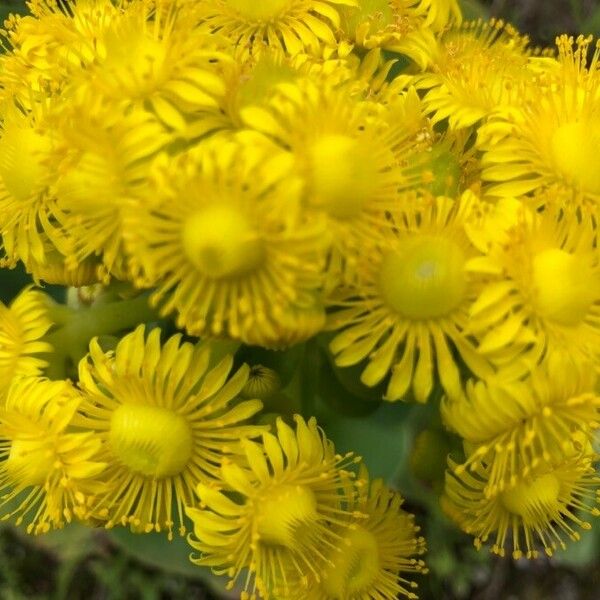 Aeonium aureum Flower