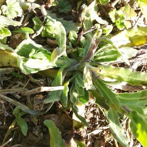 Calendula arvensis 葉