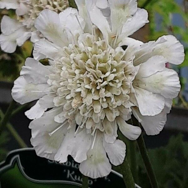 Scabiosa ochroleuca Цвят