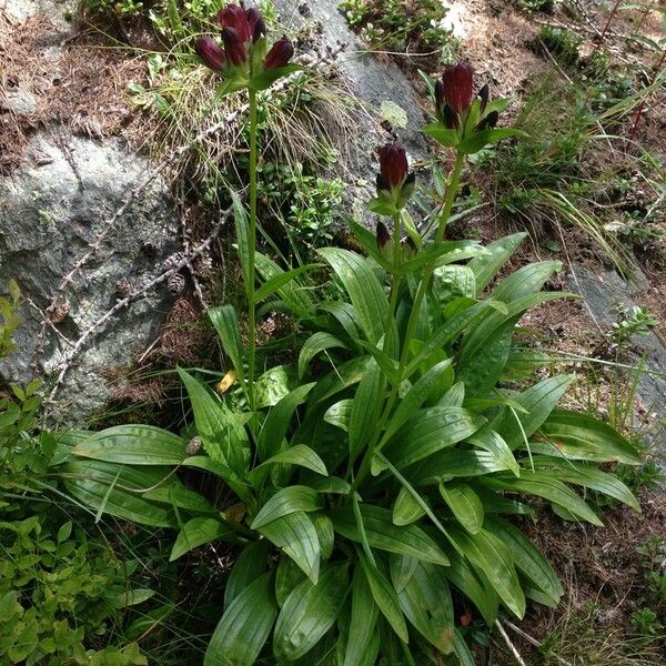 Gentiana purpurea Habitus