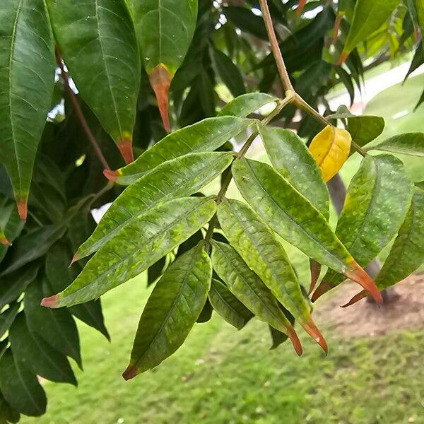 Koelreuteria elegans Blatt