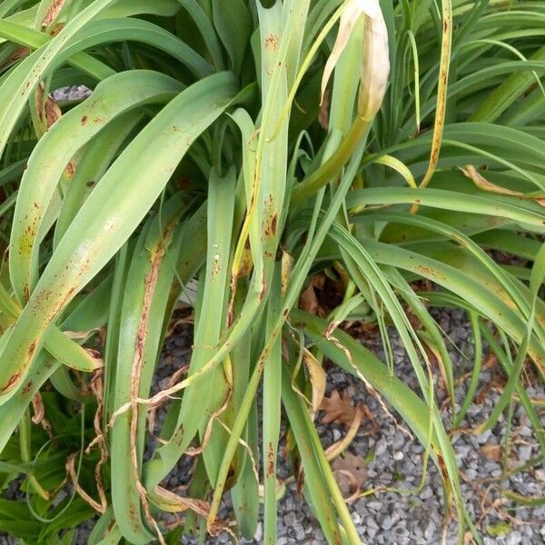 Crinum bulbispermum Levél