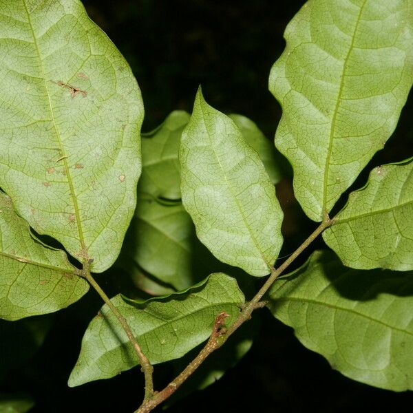 Cojoba catenata Leaf