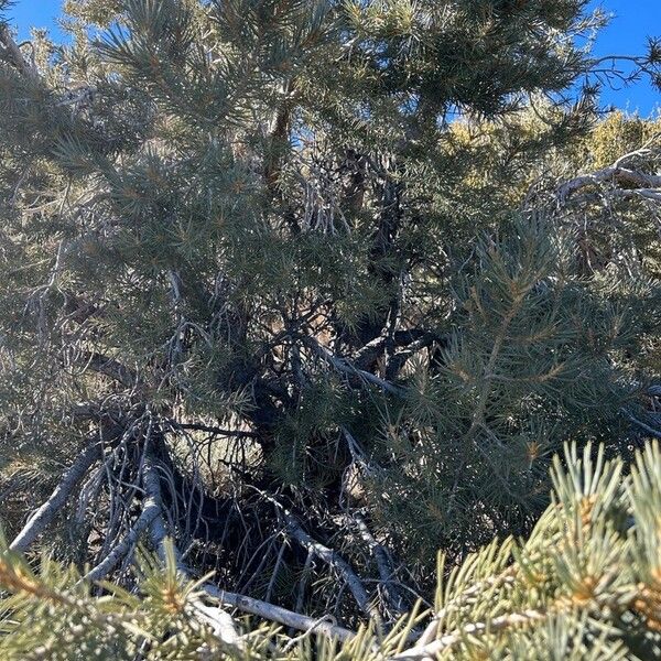 Pinus monophylla Leaf