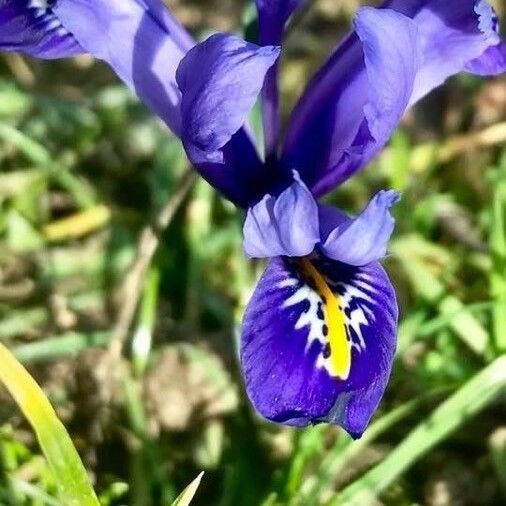 Iris xiphium Õis