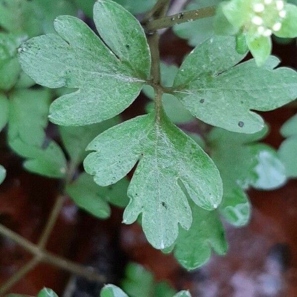 Adoxa moschatellina Leaf