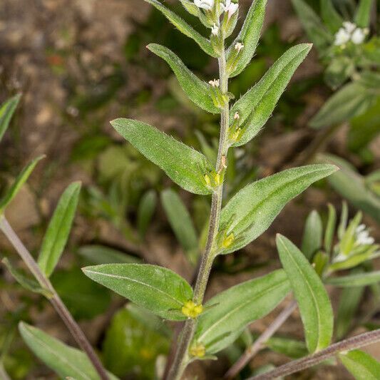 Buglossoides arvensis Leaf