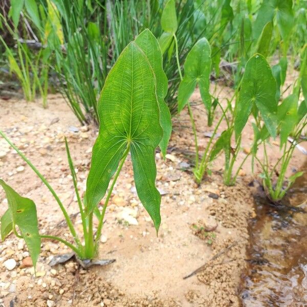 Sagittaria latifolia Folio