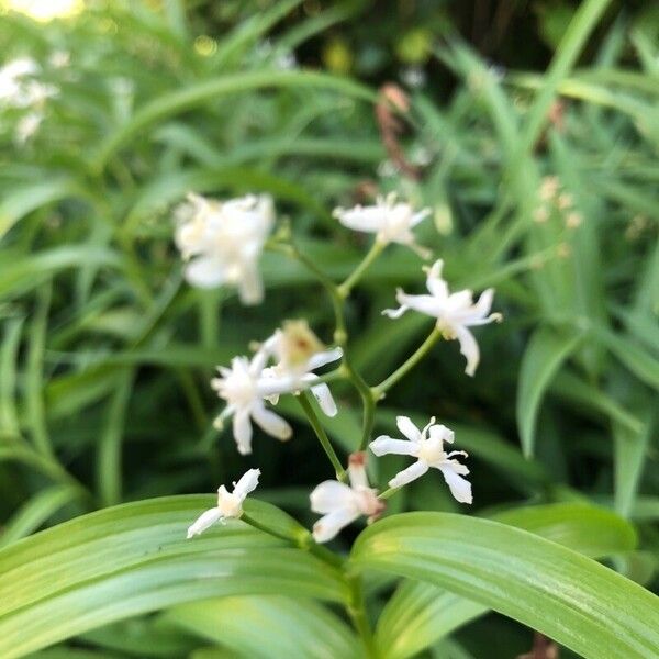 Maianthemum stellatum Цвят