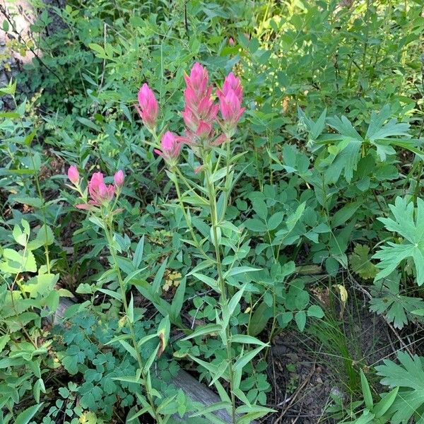 Castilleja parviflora Цветок