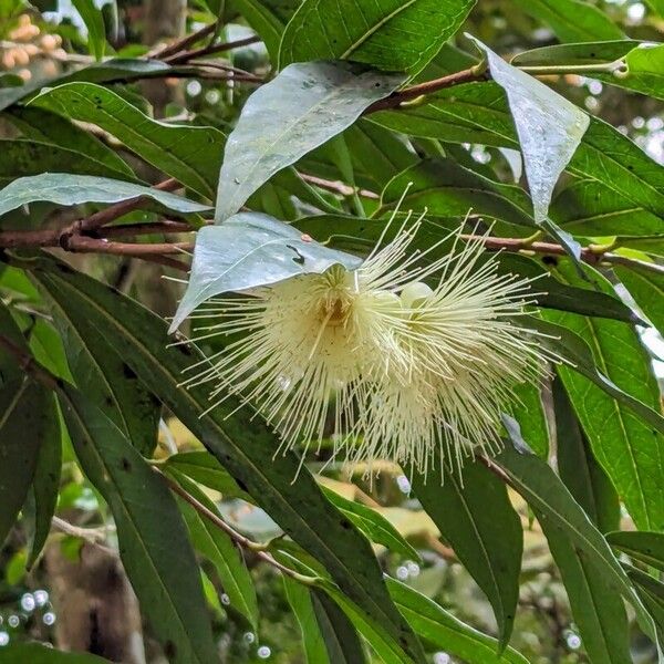 Syzygium jambos Fleur