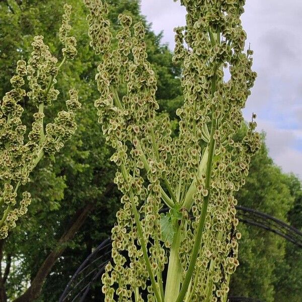 Rheum rhabarbarum Φρούτο