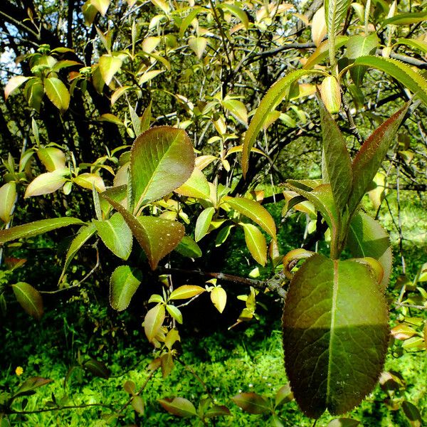 Viburnum prunifolium Leaf