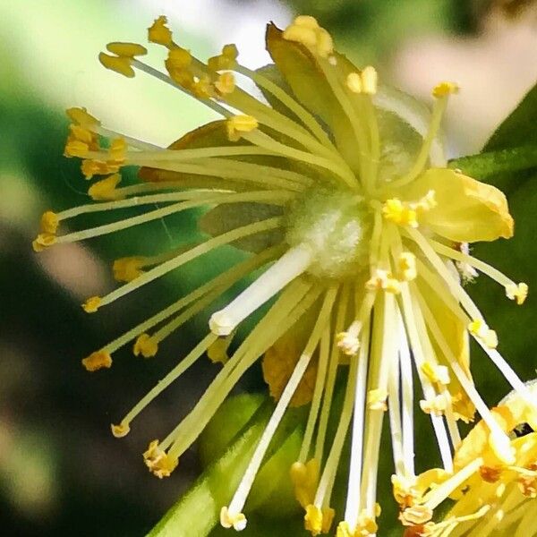 Tilia cordata Flower