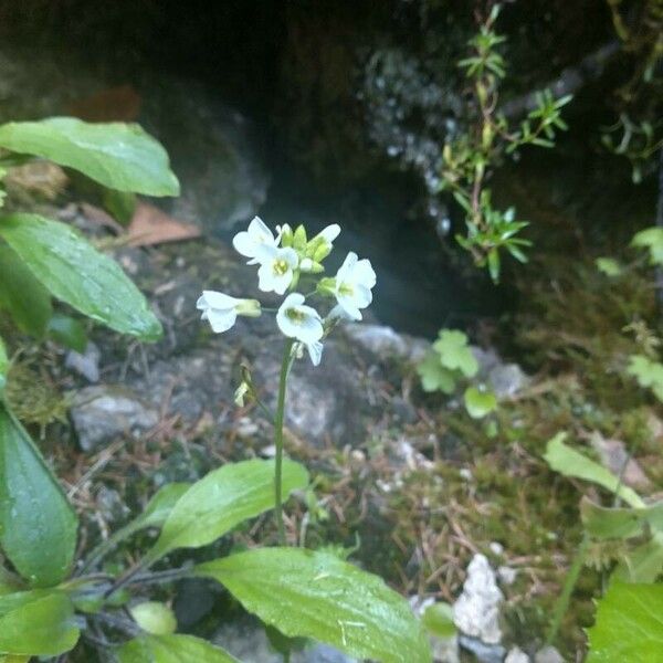 Arabis alpina Blüte