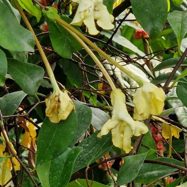 Brunfelsia americana Tervik taim