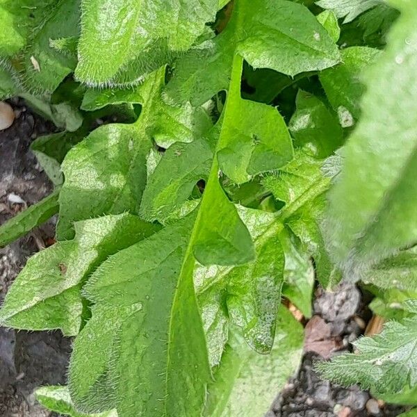 Capsella bursa-pastoris Foglia